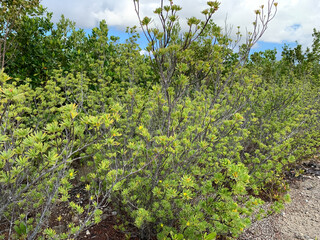 Bay cedar trees on an island in Florida