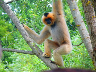 Gibbon