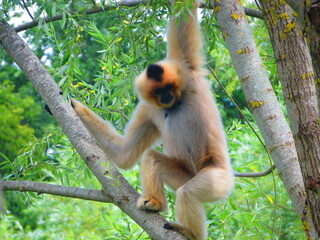 Gibbon
