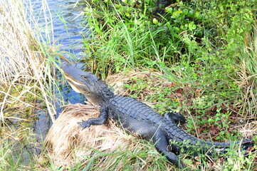 Alligator im Everglades National Park, Florida