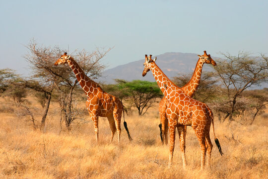 Girafe réticulée giraffa reticulata Afrique Samburu Kenya