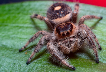 Regal jumping spider