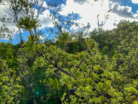 Bay cedar trees on an island in Florida