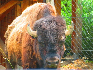 Bison