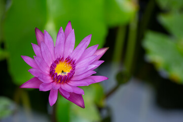 Fototapeta premium Pink lotus blooming in the swamp