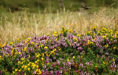 Obraz premium fleurs de montagne