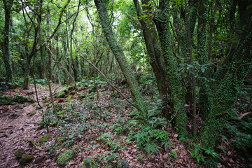 footpath in the forest