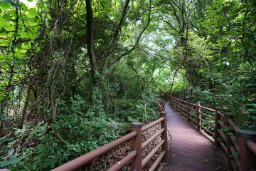 a wonderful walkway in spring forest