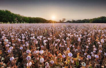 Poppy field heads at sunset, farming - agriculture