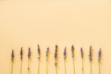 Lavender flowers in a neat row on pastel orange background. Flat lay, copy space