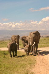Paysage Famille Eléphants éléphanteaux Loxodonta africana au Kenya