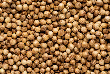 Organic Dried coriander seeds Coriandrum sativum closeup background texture