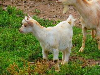 Chèvres naines