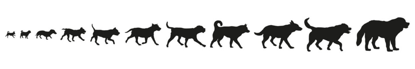 Set of various breed dogs. Big, middle and little breeds. Black dog silhouette. Isolated on a white background. Pet animals.