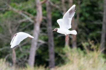 Seagul © Marcin
