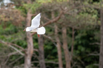 Seagul © Marcin