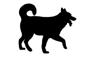 Walking siberian husky puppy. Black dog silhouette. Pet animals. Isolated on a white background.