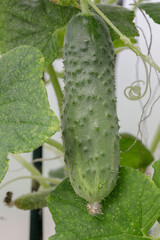 Young cucumber plants with yellow flowers. Juicy fresh cucumber close-up on the background of leaves