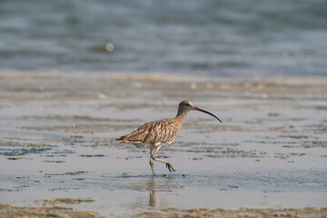 Eurasian Curlew (Numenius arquata) feeding by the sea