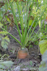 Large ripe carrots grow in a garden bed. Close-up