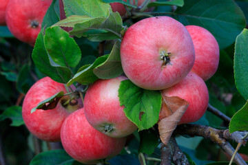 close-up of red ripe apples on a branch among green leaves