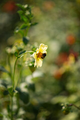 Photo of a bumblebee on flowers.
