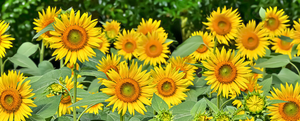 Fototapeta na wymiar ヒマワリの花（Sunflower）