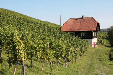 traditionelles Wächterhäuschen im Weinberg in der südlichen Steiermark