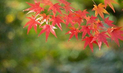 Japanese maple leaves in autumn. 秋に撮影した日本の紅葉の葉