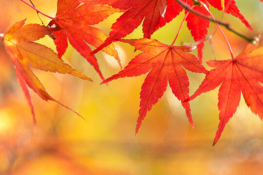  Close-up of maple leaves in autumn. 秋のもみじの葉のクローズアップ