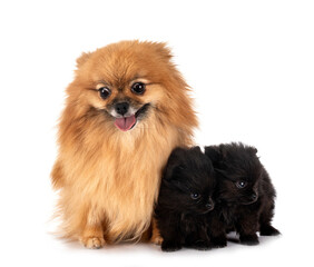 puppies pomeranian and mother