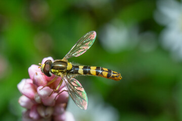 bee on a yellow flower