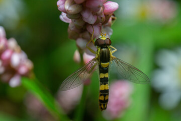 hoverfly on a leaf