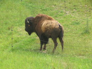 Bison