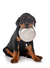puppy rottweiler in studio