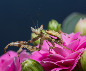 Indian Flower Mantis
