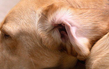 Closeup Part of pet body Interior of dog’s ear open for cleaning at a vet visit, yellow Dudley Labrador or golden retriever wearing. Dog healthcare and skin allergy concept