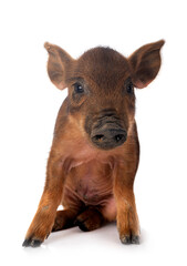 Miniature pig in studio