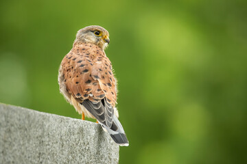 Common kestrel (Falco tinnunculus), with a beautiful yellow coloured background. Colourful bird of...