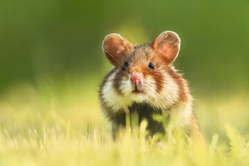 European hamster (Cricetus cricetus), with a beautiful green coloured background. An amazing...