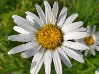 Fototapeta premium Close up of daisy flower with water drops.