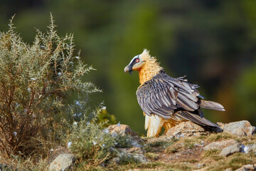 Portrait of  bird of prey, Bearded vulture, Gypaetus barbatus or Lammergeier in full orange color plumage on the rocky ground. Close up, side  view, low angle. Wild bird, Spanish Pyrenees, Spain.