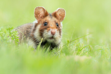 European hamster (Cricetus cricetus), with a beautiful green coloured background. An amazing endangered mammal with brown hair sitting in the grass in the cemetery. Wildlife scene from nature, Austria