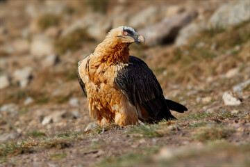Portrait of  bird of prey, Bearded vulture, Gypaetus barbatus or Lammergeier in full orange color plumage on the rocky ground. Close up, side  view, low angle. Wild bird, Spanish Pyrenees, Spain.