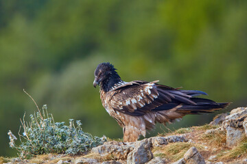 Bearded vulture, Gypaetus barbatus or Lammergeier in juvenile color plumage sitting on edge of the rock. Close up, side view. Wild bird, Spanish Pyrenees, Spain