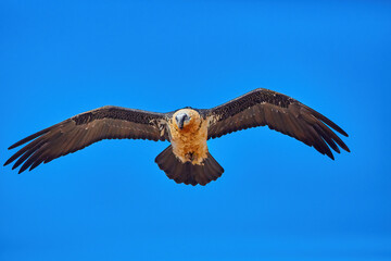 Bearded vulture, Gypaetus barbatus or Lammergeier against blue sky. Close up, flying bird of prey, direct view. Wild bird, Spanish Pyrenees, Spain.