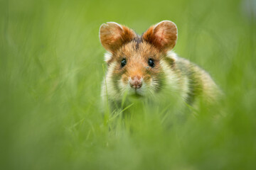 European hamster (Cricetus cricetus), with a beautiful green coloured background. An amazing endangered mammal with brown hair sitting in the grass in the cemetery. Wildlife scene from nature, Austria