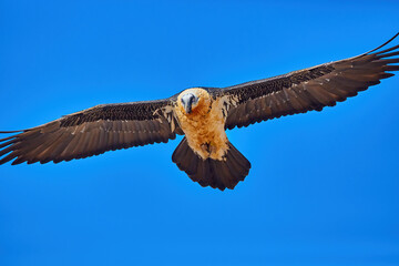 Bearded vulture, Gypaetus barbatus or Lammergeier against blue sky. Close up, flying bird of prey, direct view. Wild bird, Spanish Pyrenees, Spain.