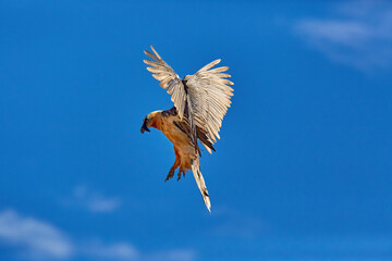 Obraz premium Bearded vulture, Gypaetus barbatus or Lammergeier against blue sky. Close up, flying bird of prey, direct view. Wild bird, Spanish Pyrenees, Spain.