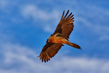 Obraz premium Bearded vulture, Gypaetus barbatus or Lammergeier against blue sky. Close up, flying bird of prey, direct view. Wild bird, Spanish Pyrenees, Spain.